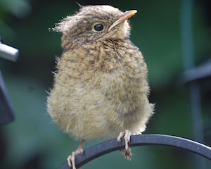 Sage insights about courage from a baby bird